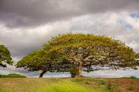 Hawaii Landscape