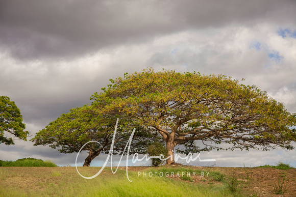 Hawaii Landscape