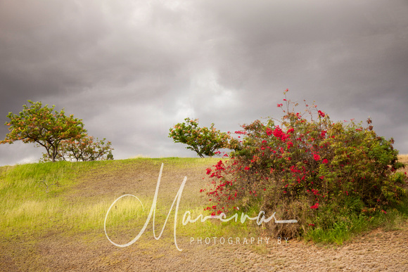 Hawaii Landscape